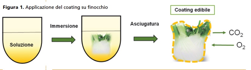 Applicazione coating su finocchio