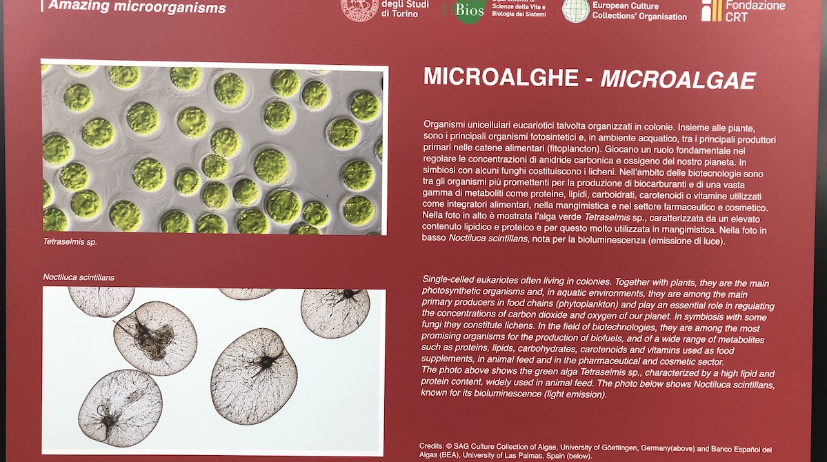 Orto Botanico Torino Mostra microorganismi straordinari cosmetici e integratori