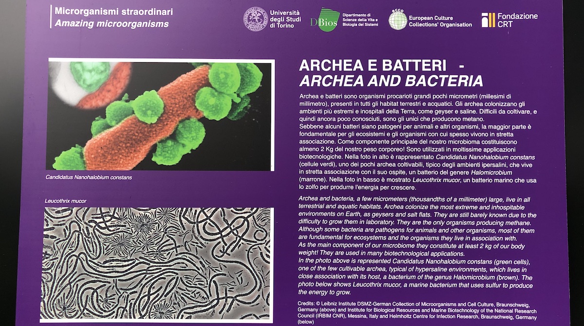 Orto Botanico Torino Mostra microorganismi straordinari produttori di metano