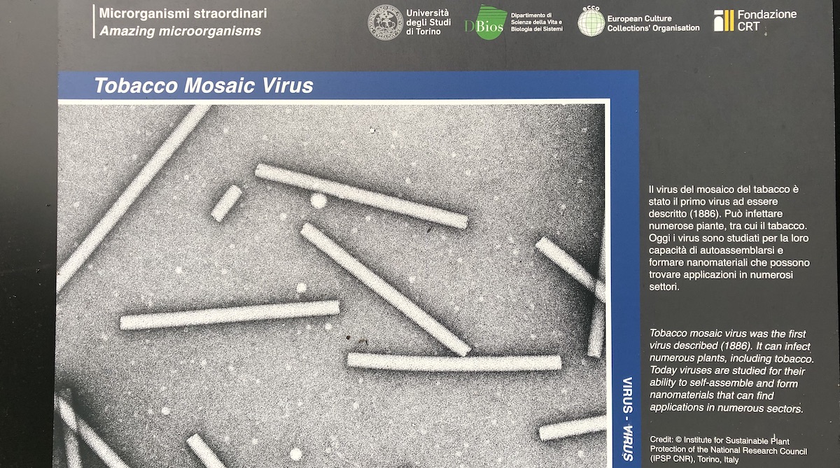 Orto Botanico Torino Mostra microorganismi straordinari virus e nanomateriali