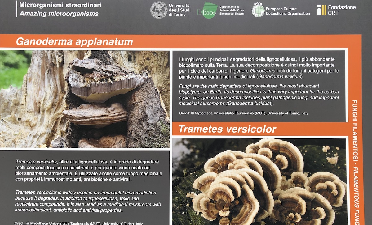 Orto Botanico mostra Microrganismi biorisanamento funghi