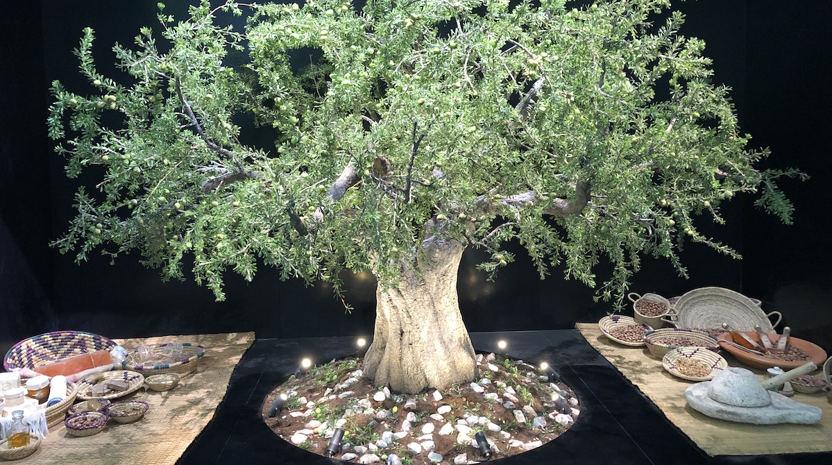 Argan tree