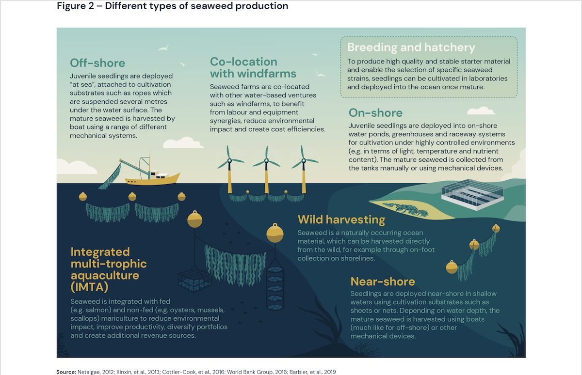 Due diversi tipi di produzione di alghe-report seaweed for europe