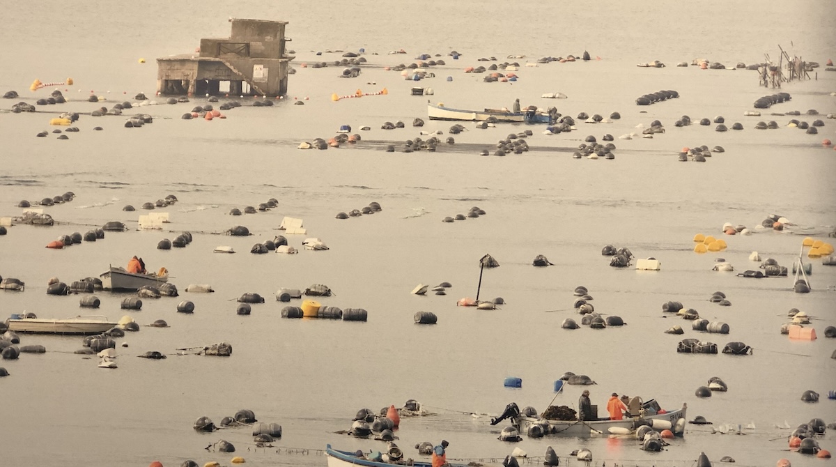 mitilicoltura avamposto della protezione del mare La Spezia