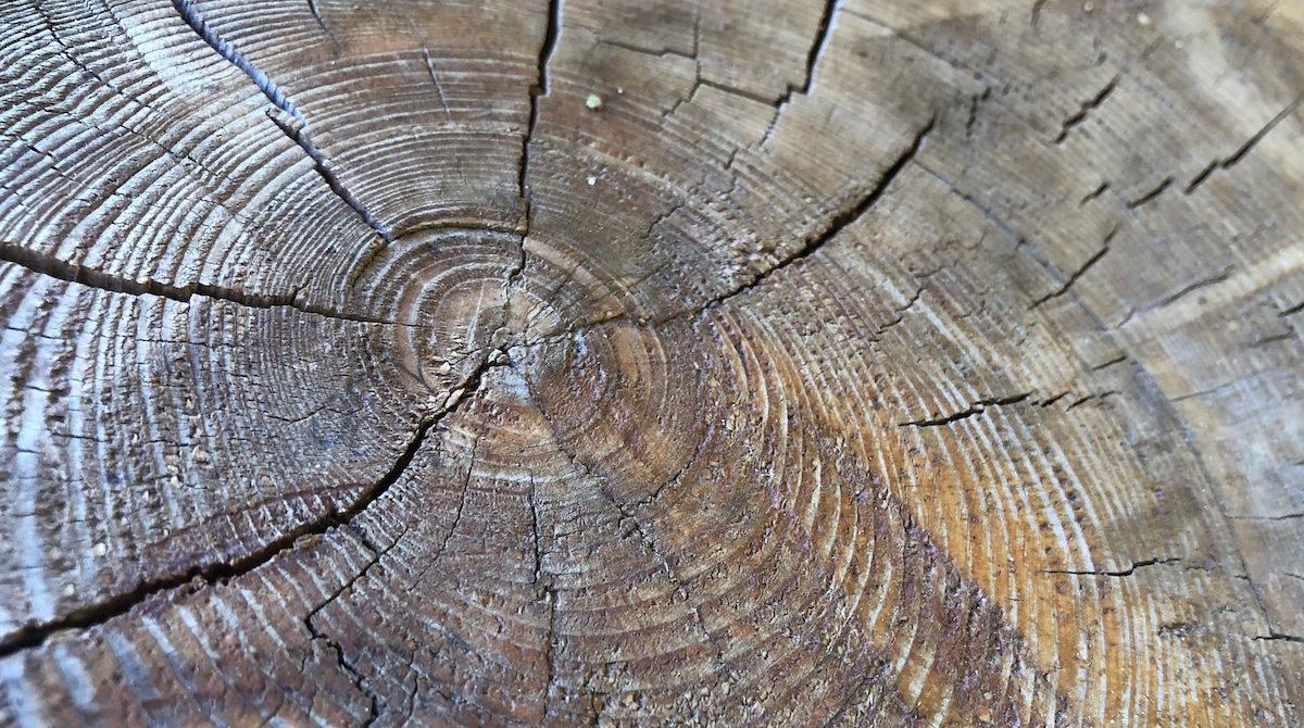 Legno andamento 2024