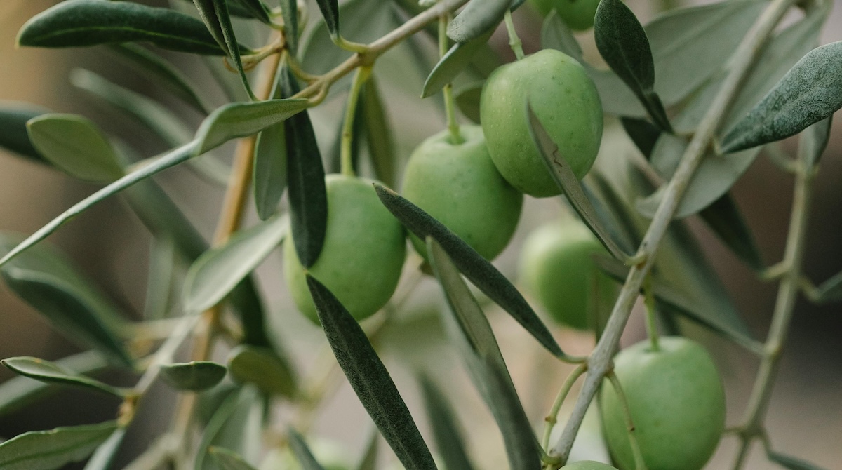 GSICA biopack attivi