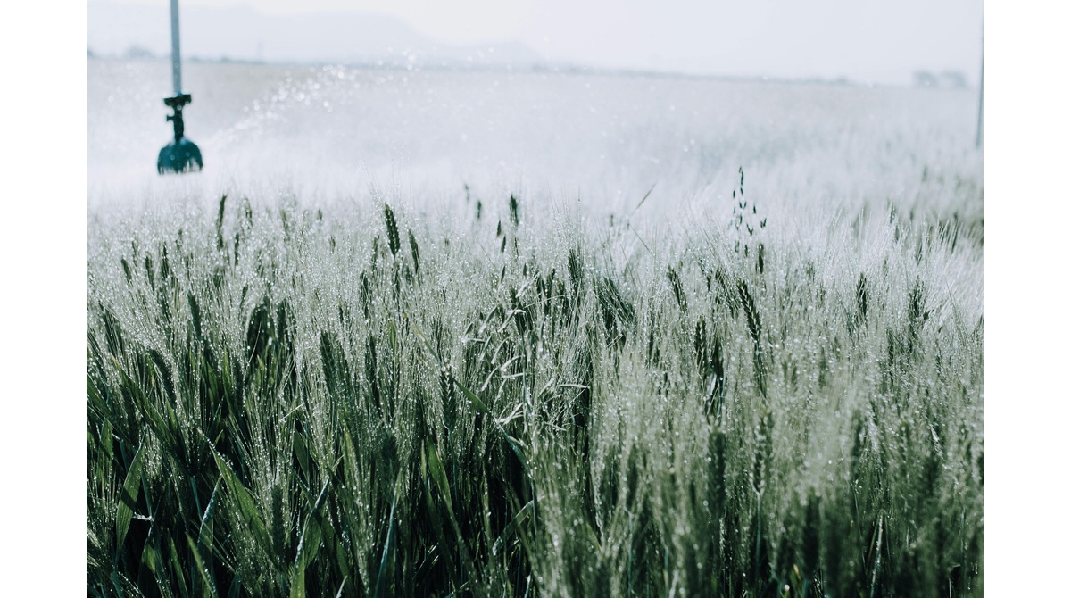 granoro risorsa idrica