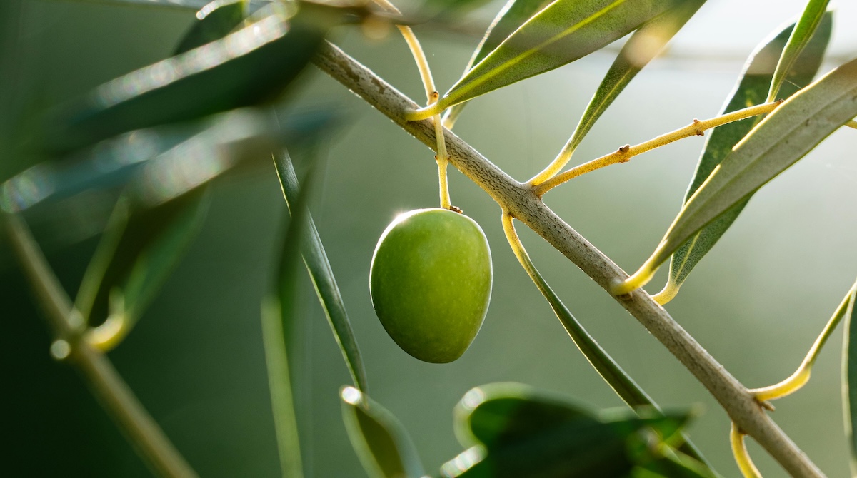 sottoprodotti olivo